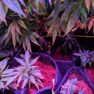 Veg week 2