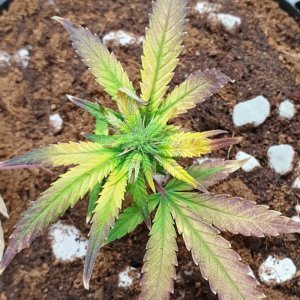 Strawberry Cough Clone