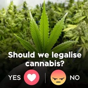 Should we legalize the cannabis.jpg