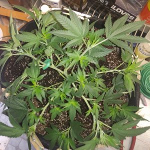 OG KUSH LST