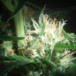 Northern Lights Auto - Side Nug - Lateral Bud Site