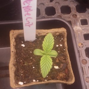 Peyote Critical #1