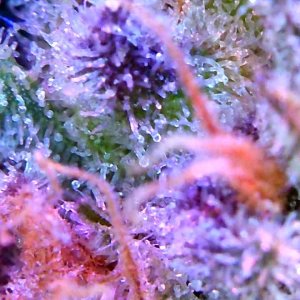 trichs1.jpg