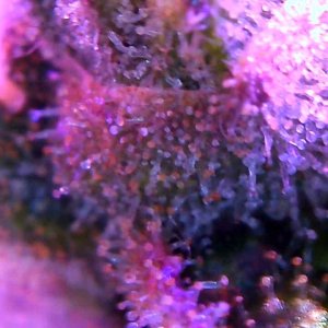 trichs3.jpg