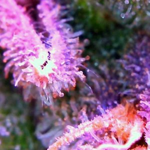 trichs5.jpg