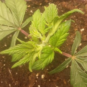 Peppermint Kush FIM stripped