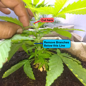 Four Branch Cut.png