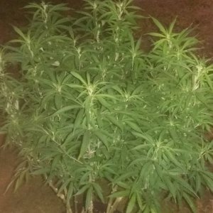 GSCrack 7 days in 12/12