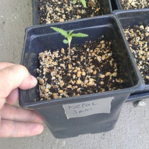 Nepal Jam seedling