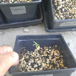 CD 1 seedling