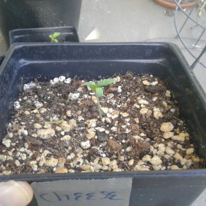 Cheese seedling