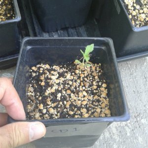 CD 1 seedling