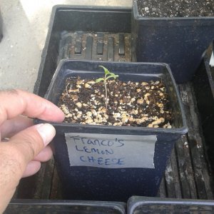 Franco's Lemon Cheese seedling