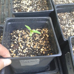 Malawi seedling