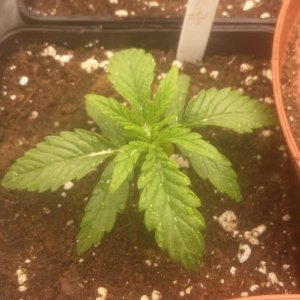 Peyote critical #1