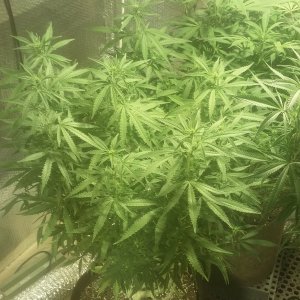 Critical Jack day 4 Flower