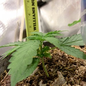 CannaBioGenxAce seed