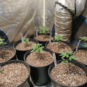 Icemud_Bangi Haze_f9_cannabis_seed_marijuana_led grow lights (1).jpg