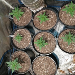 Icemud_Bangi Haze_f9_cannabis_seed_marijuana_led grow lights (3).jpg