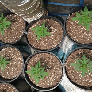 Icemud_Bangi Haze_f9_cannabis_seed_marijuana_led grow lights (4).jpg