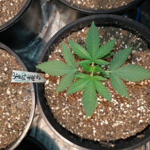 Icemud_Bangi Haze_f9_cannabis_seed_marijuana_led grow lights (5).jpg