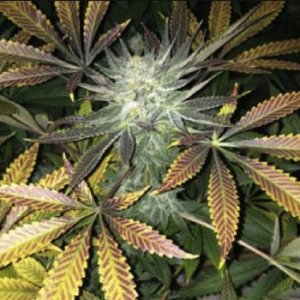 raspberry-hashplant-bodhi-seeds-cannabis-cannapot.jpg