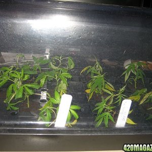 clones and seedlings