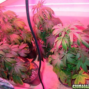 clones and seedlings