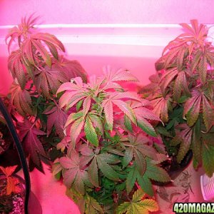 clones and seedlings