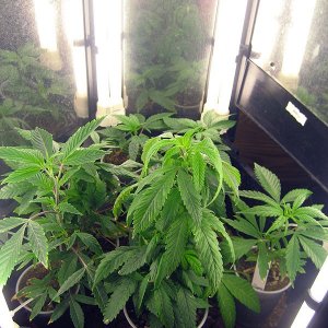 clones and seedlings