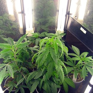 clones and seedlings