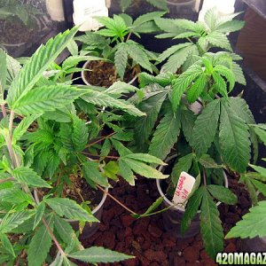 clones and seedlings