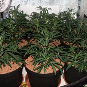 Simple Grow