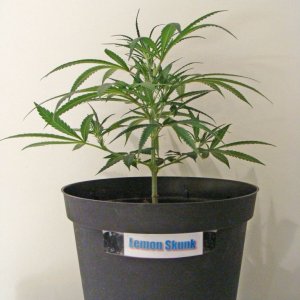 Simple Grow