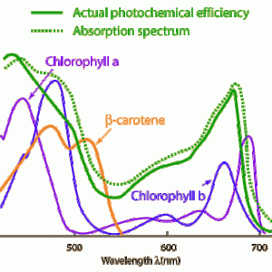 Photosynthesis spectrum.gif