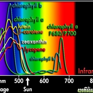 Cannabis Photosynthesis Spectrum.jpg