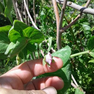 King Tut Purple Podded Peas