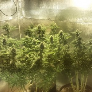 Week 4 day 3 flower