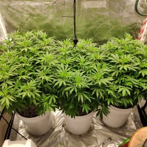 6~7 weeks veg under SP 250