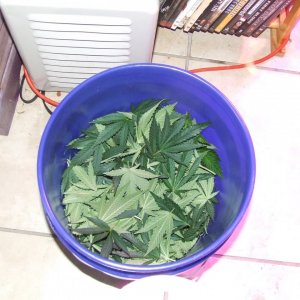 bucket of leaves.jpg