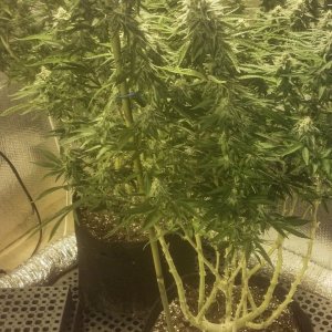 Critical Jack needing bud support