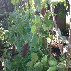 King Tut Purple Podded Peas