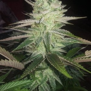 Citrus shark hybrid/sativa bud