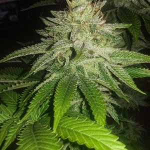 CMG Citrus shark indica pheno bud