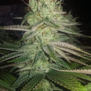 Citrus shark hybrid pheno bud shot 2