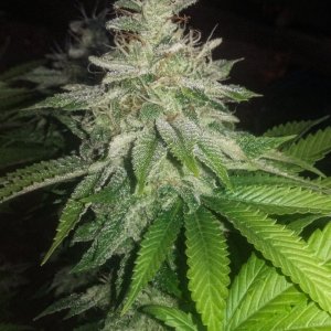 Citrus Shark indica pheno bud