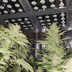 Mars Hydro Pro II Epistar 320 led grow light