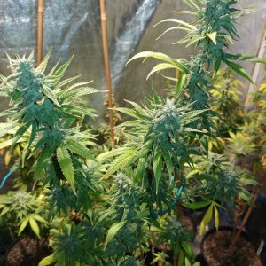 Icemud_sour grapes_strain_pheno_7_marijuana_seed_project (1).jpg