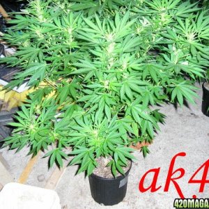 ak472gallon