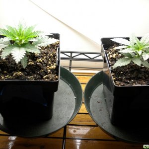 wk 6 d 4 LS / wk2 right / new clones / moms